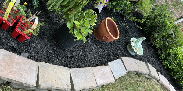Curved garden bed with plants and a terracotta pot on black mulch.