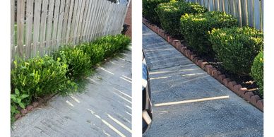 bush trimming before and after