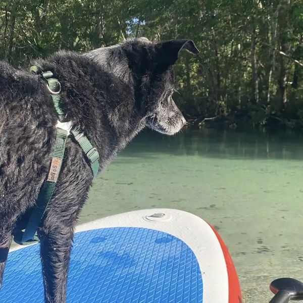 Dog paddle boarding excursions Tampa Florida