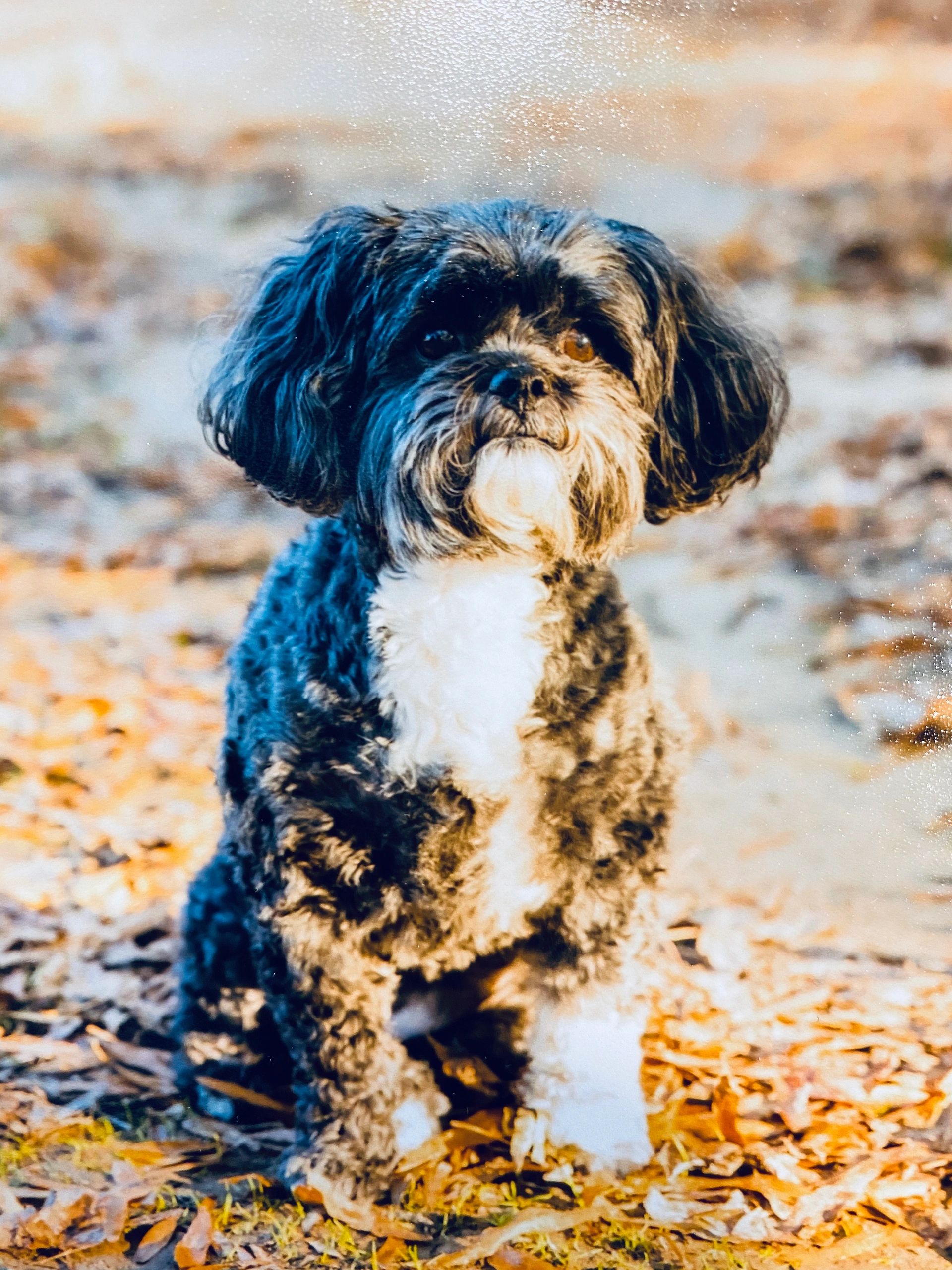 Sadie the shih-poo