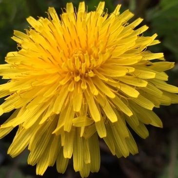 Dandelion extract helps prevent cold sores in our natural balm