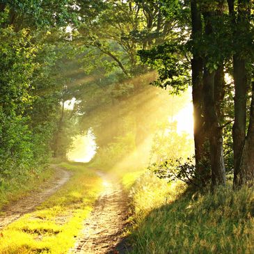 Sunlight filters through trees onto a peaceful forest path.