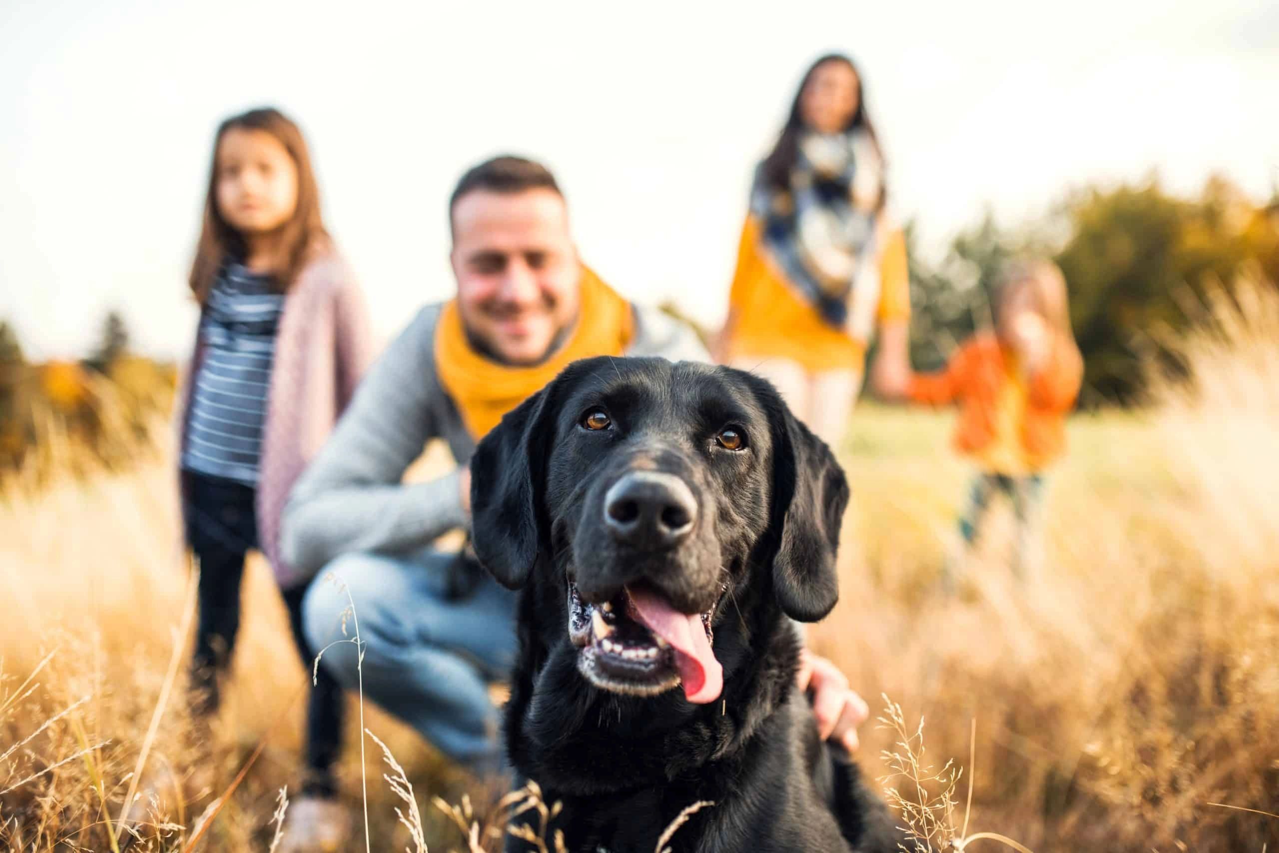 Lake Wylie Dog Boarding