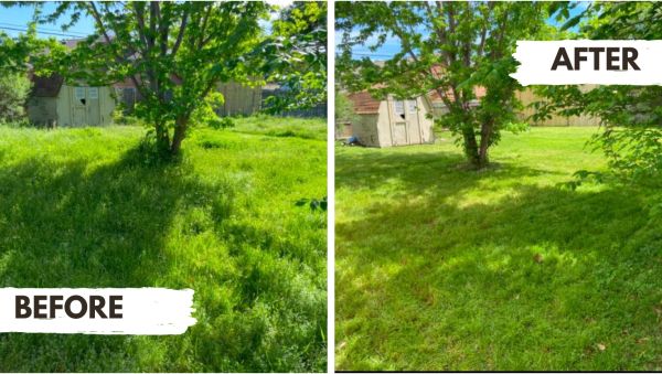 Before and after lawn mowing under a tree near a shed.
