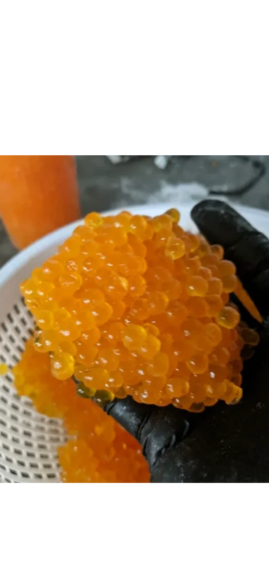 Loose King Salmon Eggs Colville Secret Chrome Cured