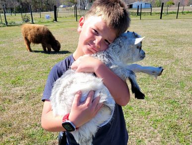 Goat Snuggles