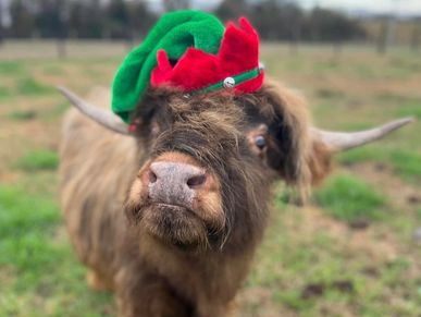 Cow in Christmas Hat