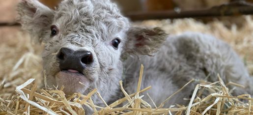 Miniature Cows