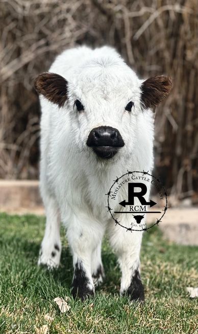 A fluffy white miniature calf standing on grass with a blurred background.