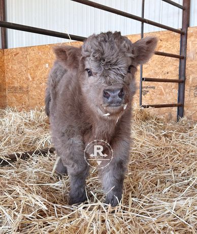 Cactus Patch Minis - Mini Cows, Mini Highparks, Mini Highlands, Mini Belted  Galloway, and Mini Crosses