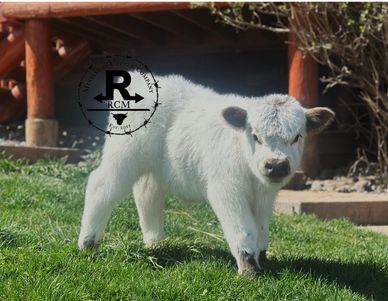 A fluffy white calf stands on green grass in sunlight.