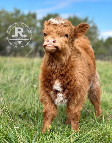 Cactus Patch Minis - Mini Cows, Mini Highparks, Mini Highlands, Mini Belted  Galloway, and Mini Crosses