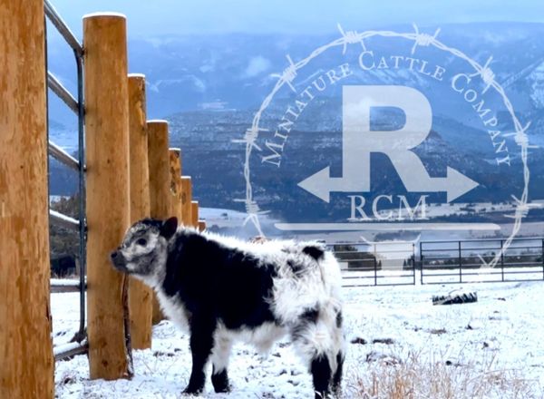 RCM Miniature Cattle Company - Miniature Cows, Miniature Cattle