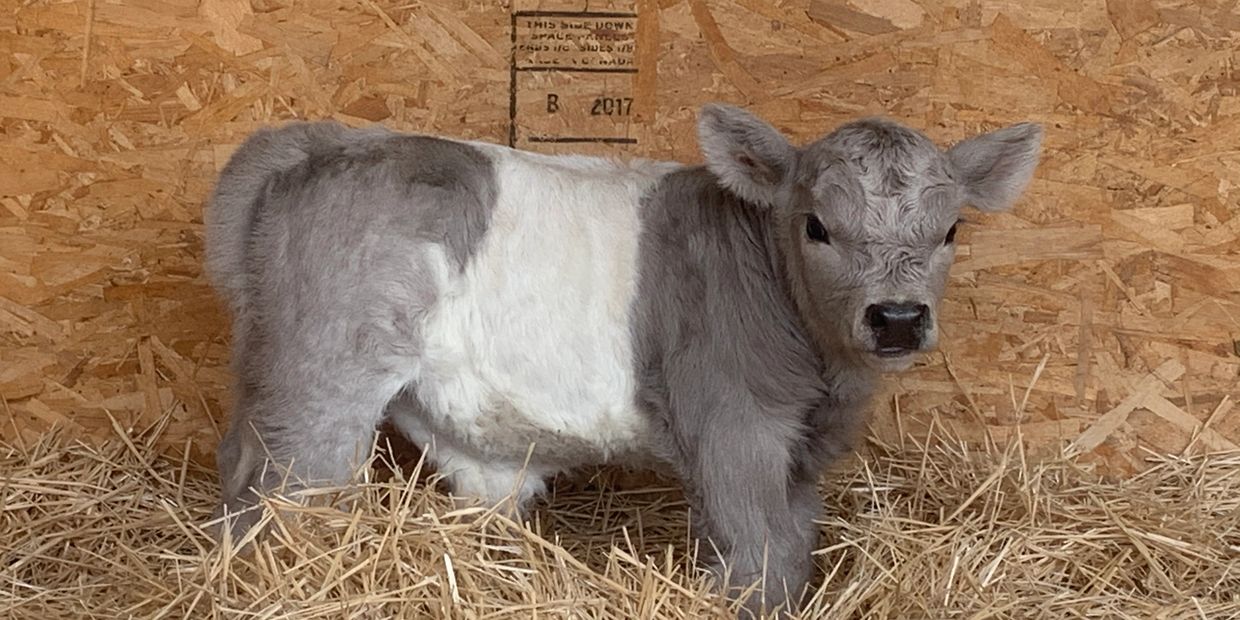 How much room does a miniature cow need