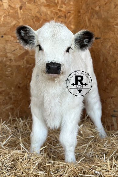 A fluffy white calf with black ears standing on straw.