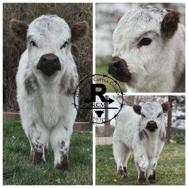 Adorable white calf with black spots in a collage of three images.