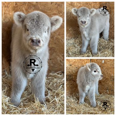 A fluffy grey calf standing on straw inside a barn.