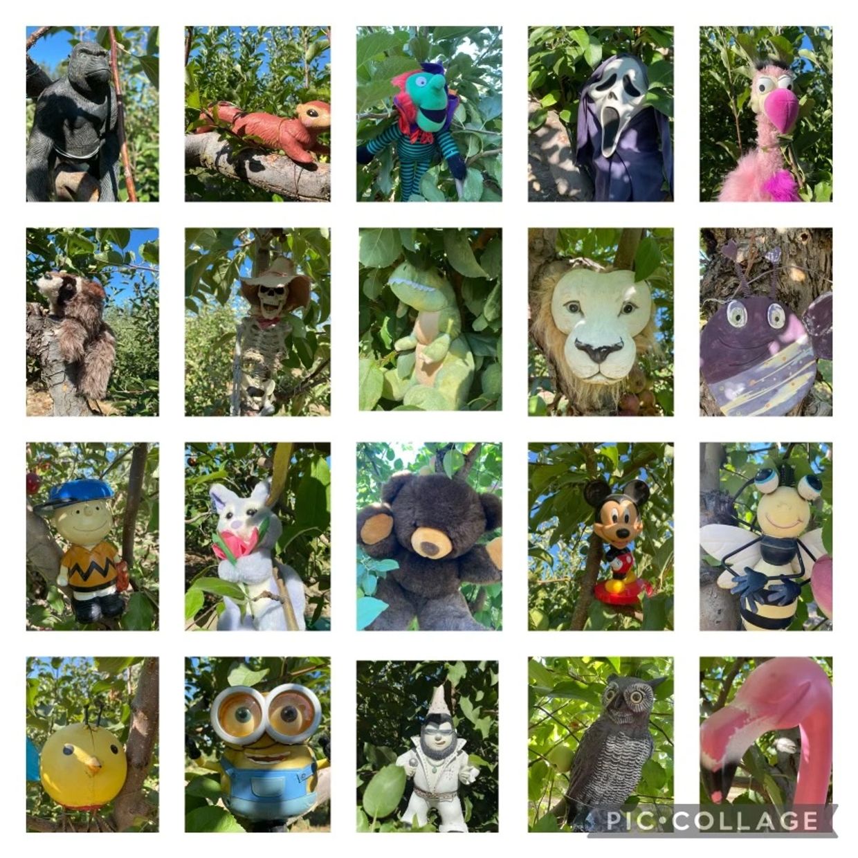 Orchard Hidden Faces Hansens Green Bluff Orchard