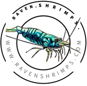 Raven Shrimps