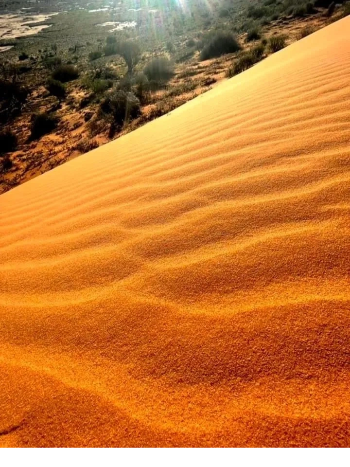 Golden sand dunes with sunlight and sparse vegetation in the background.
