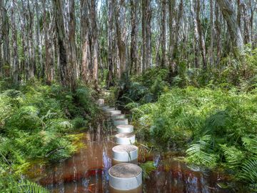 Stepping stones cross a flooded trail in a dense forest.