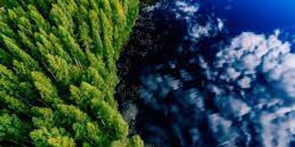 Aerial view of dense green forest beside a dark water body with clouds.