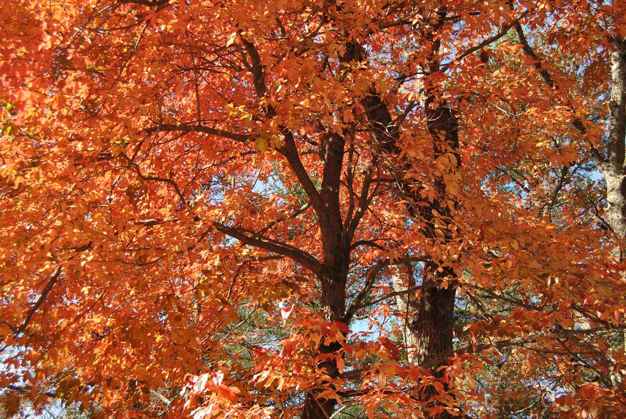 Tree with vibrant orange autumn leaves against a blue sky.