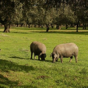 Cerdos ibéricos pastando en una dehesa, paisaje de origen y producción extensiva.