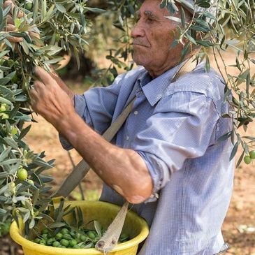 Productor recogiendo aceitunas a mano entre los olivos.