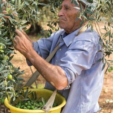 Productor recogiendo aceitunas a mano entre los olivos.