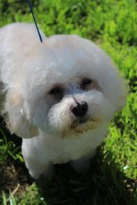 Fluffy white dog standing on green grass outdoors.