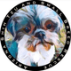 Arizona Shih Tzu & Small Breed Rescue