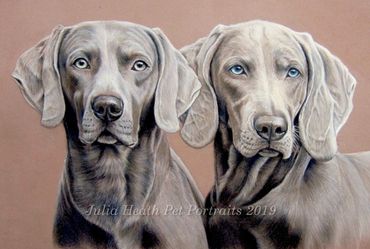 "Oskar and Mabel" gorgeous weimaraners on toned pastel mat card