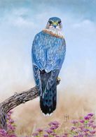 Merlin falcon in pastels photo credit David Ash