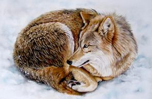 "  Hunkering Down" Wolf in the snow 