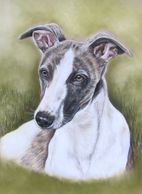Whippet in pastels
