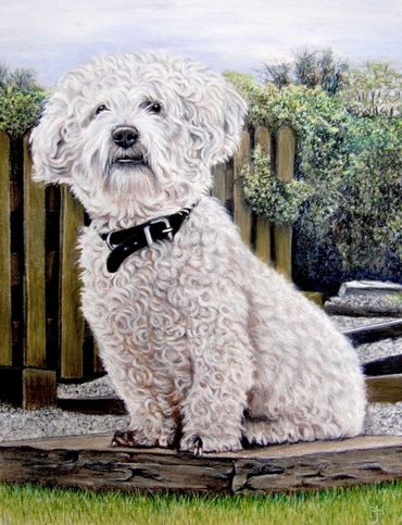 Commission of a Bichon Frise in her garden - coloured pencils