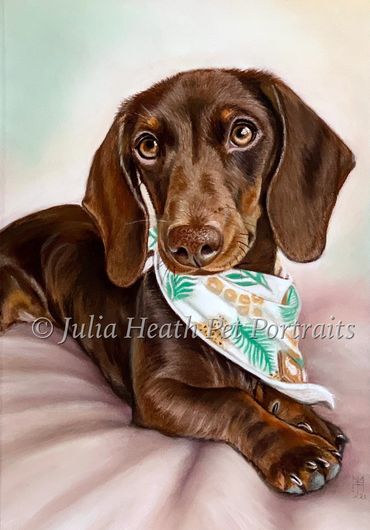 Piper the dachshund pup 10" x 12" recent commission
