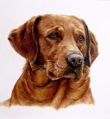 George the fox red Labrador, commission 12" x 16" in coloured pencils