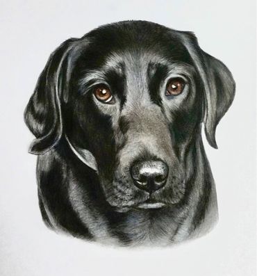 Lottie the black Labrador in coloured pencils - part of a montage in her memory