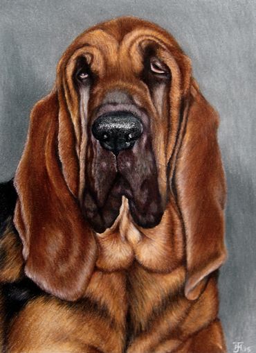 Bloodhound - a portrait in coloured pencils 25cm x 30cm