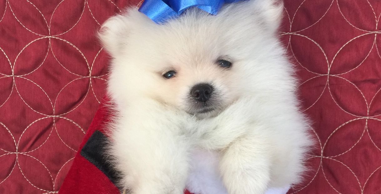 Hawaiipom Com Pomeranian Puppy
