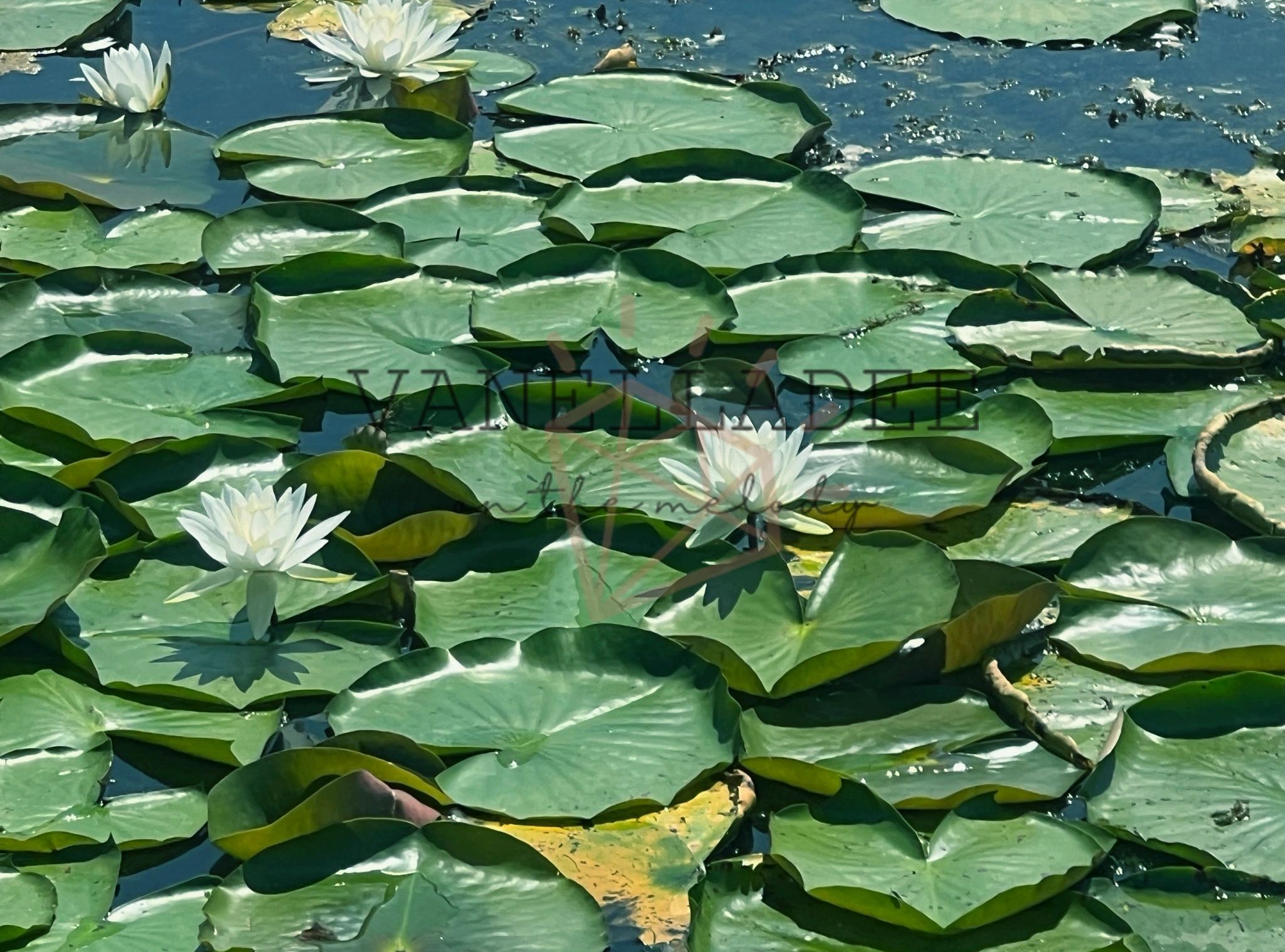 White water lilies bloom among green lily pads on a calm pond.