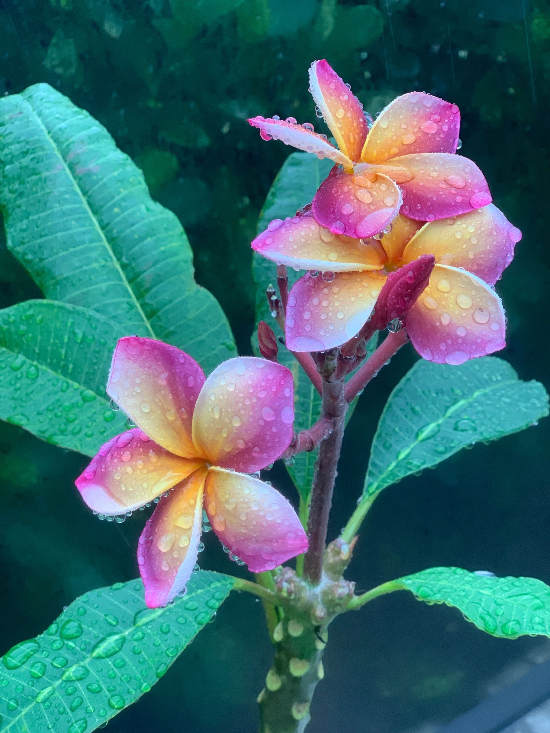 Purumeria❁⃘ The Painted Plumeria