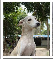 Rescue dog at Whispering Paws