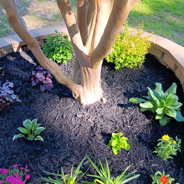 A tree surrounded by a circular garden bed with various plants and black mulch.