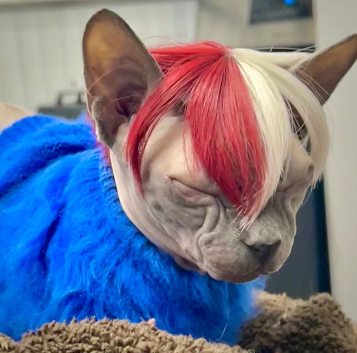 Shoto TodoroKITTY Cat Wig