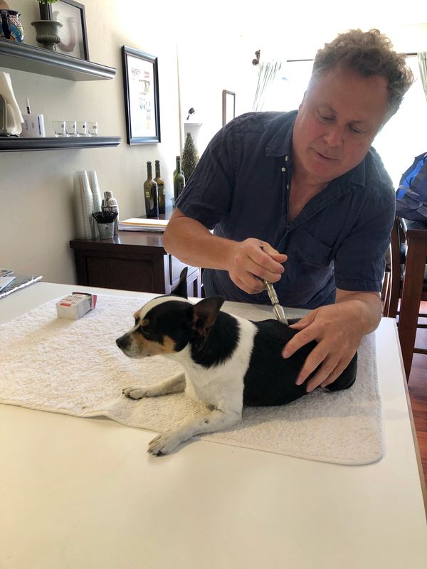 Dr. Steve giving accupunture and chiropractic care to paralyzed dog