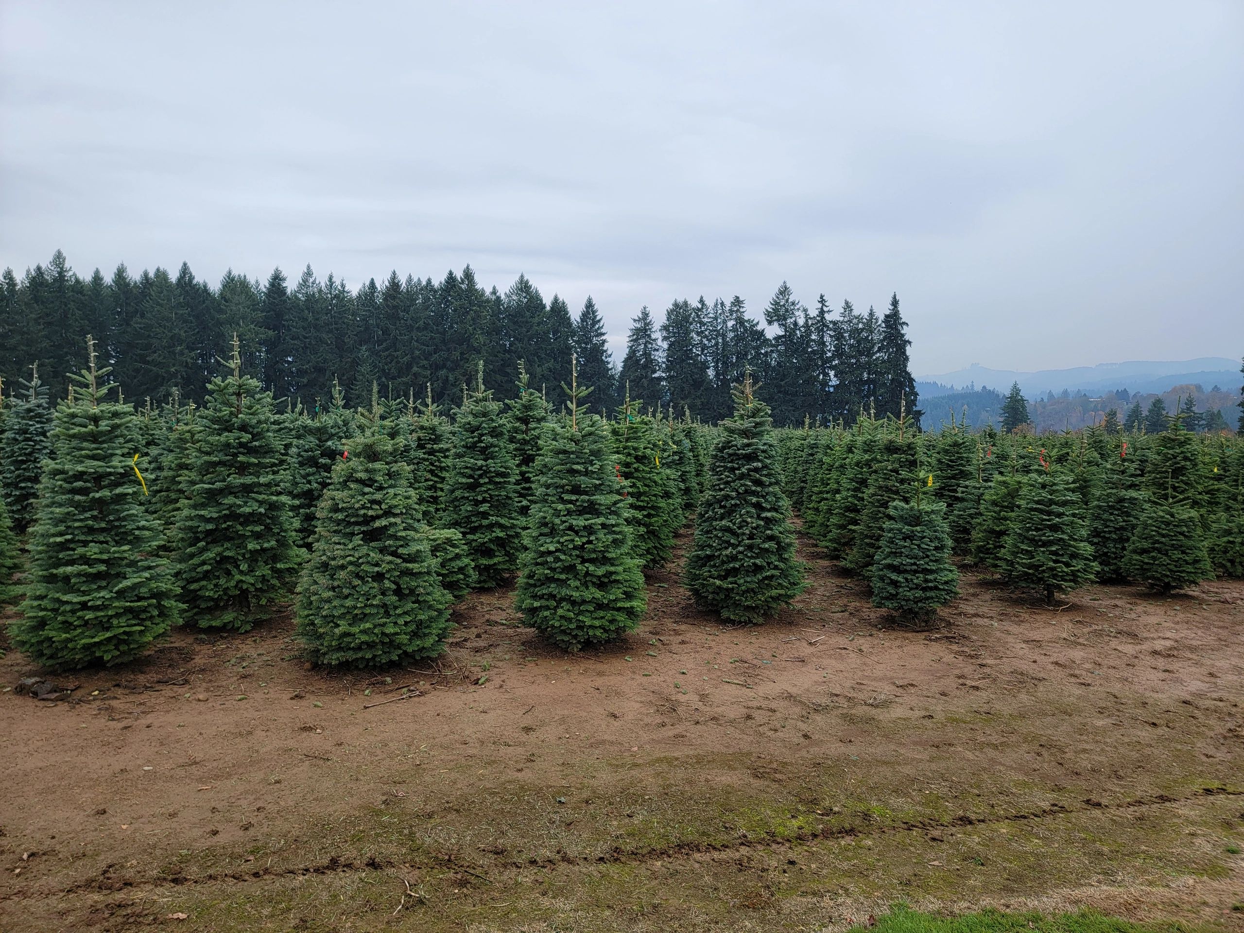 Christmas Trees For Sale   20211103 134226 