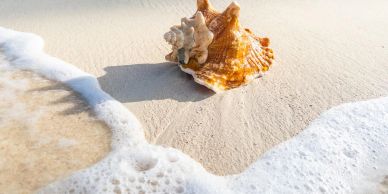 A seashell on sandy beach with gentle waves approaching.